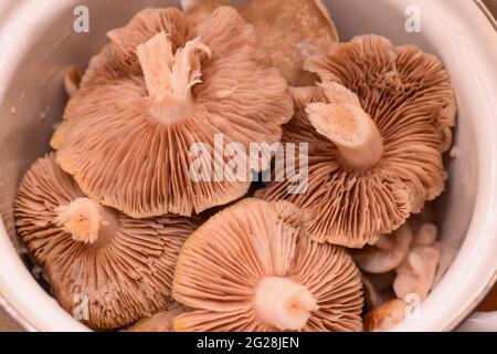 Nahaufnahme. Entoloma. Große Pilze in einem Topf Stockfoto