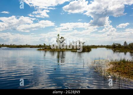 Sümpfe. Weißrussische Sümpfe sind die Lungen Europas. Ökologisches Reservat Yelnya. Stockfoto