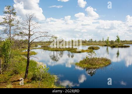 Sümpfe. Weißrussische Sümpfe sind die Lungen Europas. Ökologisches Reservat Yelnya. Stockfoto