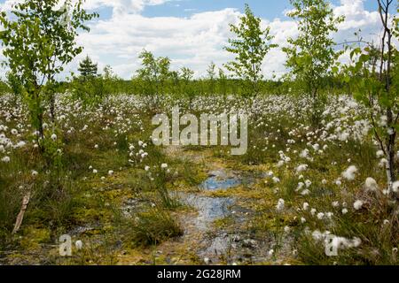 Sümpfe. Weißrussische Sümpfe sind die Lungen Europas. Ökologisches Reservat Yelnya. Stockfoto