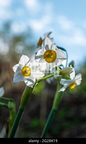 Gewöhnlicher Daffodil (Narcissus tazetta), fotografiert in Israel, im Juni Stockfoto