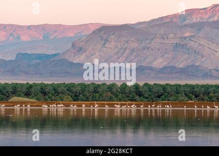 Eine Herde von Flamingo (Phoenicopterus roseus) watend in einem Wasserbecken. Fotografiert in der Arava, in der Nähe von Eilat, Israel, ist der größere Flamingo a la Stockfoto