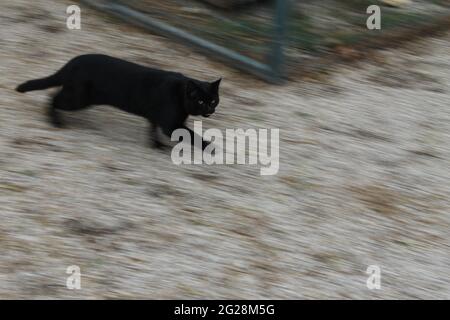 schwarze Katze mit grünen Augen Stockfoto