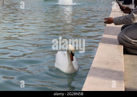 Elegante weiße und schwarze Schwäne schwimmen im Teich des Kulturparks Stockfoto