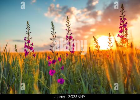 Sonnenuntergang über frischem Weizenfeld und wilden Blumen Stockfoto