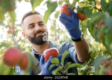 Froh zufrieden Bauernhof Besitzer, Agronom, Landwirt Ernte im Bio-Garten Stockfoto