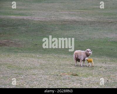 Ein Schaf und ein neugeborenes Lamm, das in einem abgelegenen Feld gelb mit Mekonium gefärbt wurde - aufgenommen in einem abgelegenen Gebiet mit offener Weide um Westerwick in Shetland Stockfoto