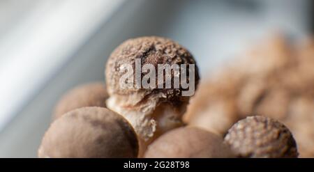 Shiitake-Pilz wächst (Lentinula edodes) Stockfoto