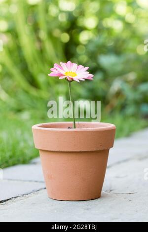 Eine hübsche rosa Gänseblümchen in einem kleinen Blumentopf in einem neuen Lebens- oder Gartenkonzept Stockfoto