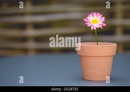 Eine hübsche rosa Gänseblümchen in einem kleinen Blumentopf in einem neuen Lebens- oder Gartenkonzept Stockfoto