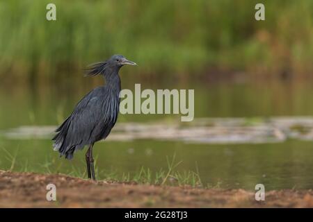 Schwarzer Reiher - Egretta ardesiaca, schöner schwarzer Reiher aus afrikanischen Seen und Feuchtgebieten, See Ziway, Äthiopien. Stockfoto