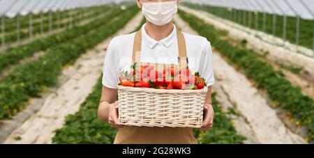 Nahaufnahme einer Gärtnerin in medizinischer Maske, die im Gewächshaus posiert und einen Korb mit Erdbeeren in den Händen hat. Konzept von Menschen und Ernte. Stockfoto