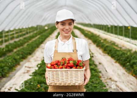 Vorderansicht einer angenehmen jungen Frau mit weißer Mütze und beigefarbener Schürze, die einen Korbkorb mit süßen Erdbeeren hält. Lächelnder Bauer posiert im Gewächshaus mit frischen reifen Beeren in den Händen. Stockfoto