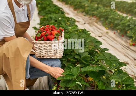 Nahaufnahme einer Gärtnerin in einer medizinischen Maske, die frische Erdbeeren im Gewächshaus sammelt. Junge hockende Frau, die Beeren in einen Weidenkorb legt. Stockfoto