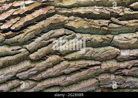 Alte Pappelbaumrinde Stockfoto