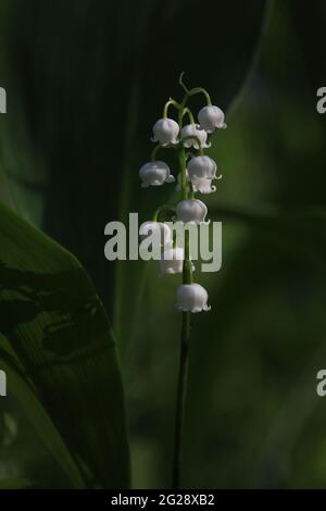 Convallaria majalis, Europäische Maiglöckchen, Konwalia majowa, Maiglöckchen. Maiglöckchen mit weißen Blüten auf dünnem Stiel und grünen Blättern. Stockfoto