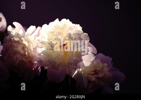 Schöne Pfingstrose Blume in direktem Sonnenlicht Stockfoto