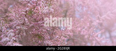 Blühendes rosa tamarix in einer Gartenfrühlingszeit (Tamarix tetrandra). Weiche, fokussierte Aufnahme von schönen zarten rosa Knospen auf Tamarix-Buschzweigen Stockfoto