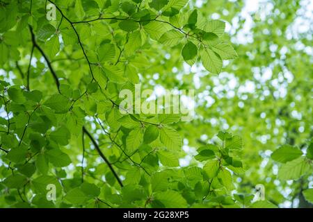Junge frische grüne Blätter im Frühling. Frische neue grüne Blätter auf den grünen Hintergründen. Heller Frühlingstag Stockfoto