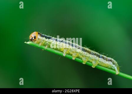 Caterpillar frisst einen Grashalm auf einer Wiese. Seitenansicht, Nahaufnahme. Isoliert auf grünem Hintergrund. Stockfoto