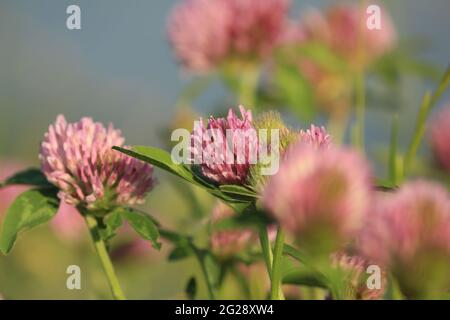 Trifolium pratense, Rotklee. Rosa Kleeblatt blüht in grünem Laub im Sonnenlicht vor einem blauen Himmel. Nahaufnahme von roten Kleeblüten auf der Wiese. Stockfoto