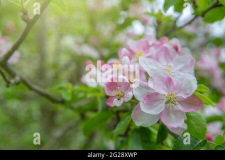 Nahaufnahme der Apfelbaumblüten bei der Blüte im Garten. Schöne Naturszene mit einem blühenden Baum. Frühling blühenden Garten Obstbaum Stockfoto
