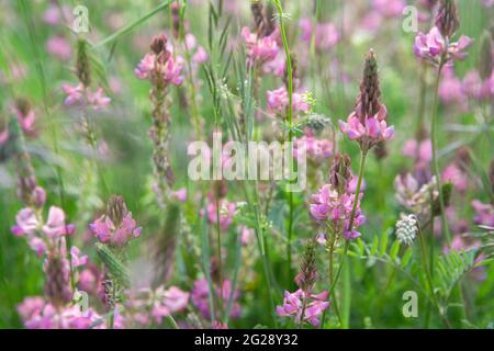 Nahaufnahme einer blühenden Sainfoin-Blüte (Onobrychis Vicifolia). Sainfoin ist eine mehrjährige Futter- und Honigpflanze der Familie der Hülsenfrüchte Stockfoto