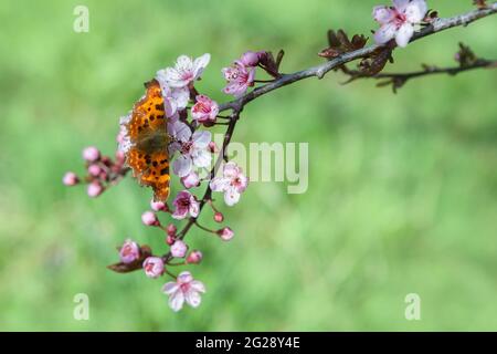 Schöner Schmetterling auf Kirschblütenzweig im Frühling. Natur Hintergrund. Weichfokus Stockfoto