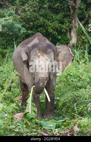 Borneo-Pygmäen-Elefanten (Elephas maximus borneensis), die im Dschungel von Borneo essen. Kinabatang River, Borneo, Asien Stockfoto