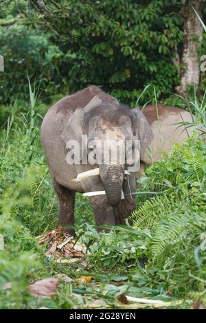 Borneo-Pygmäen-Elefanten (Elephas maximus borneensis), die im Dschungel von Borneo essen. Kinabatang River, Borneo, Asien Stockfoto