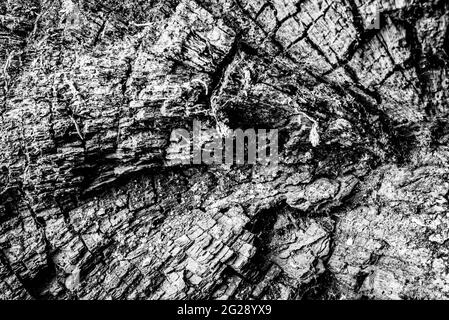 Ein Nahaufnahme eines toten Baumes, der die Linien, Konturen und Falten von etwas zeigt, das technisch zwar tot ist, aber dennoch sehr lebendig erscheint. Stockfoto