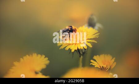 Eine schöne kleine Hummel sammelt Pollen von einem blühenden gelben Dandelion, der auf einer Wiese wächst, früh an einem nebligen Sommermorgen. Natur. Makro. Stockfoto