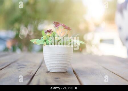 Topfpflanze auf Holz Tisch vor/store Stockfoto