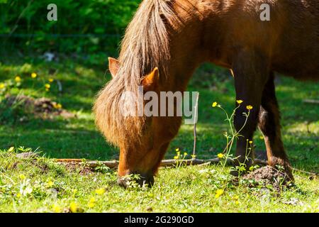 Pferde grasen auf einer Wiese mit Blumen Stockfoto