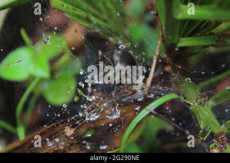 Spinne in einer Spinnennetz-Falle, die nach Regen auf Beute wartet. Spinnennetz mit Wassertröpfchen und Tau bedeckt. Pelzige Spinne Detailliert Stockfoto