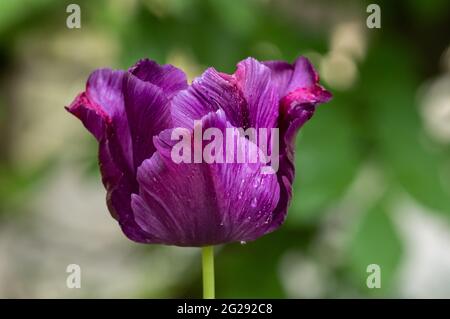 Eine lila Doppeltulpe (tulipa) nach Regen. Stockfoto