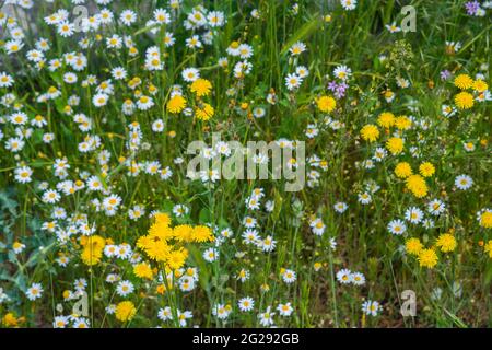 Wilde Blumen Stockfoto