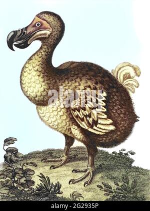 Didus der Kapuzendodo [der Dodo (Raphus cucullatus) ist ein ausgestorbener fluguntauglicher Vogel, der auf der Insel Mauritius, östlich von Madagaskar im Indischen Ozean, endemisch war. Der engste genetische Verwandter des Dodo war der ebenfalls ausgestorbene Rodrigues Solitaire, die beiden bildeten die Unterfamilie Raphinae der Familie der Tauben und Tauben]. Kupferstich aus der Encyclopaedia Londinensis oder, Universelles Wörterbuch der Künste, Wissenschaften und Literatur; Band V; herausgegeben von Wilkes, John. Veröffentlicht 1810 in London Stockfoto