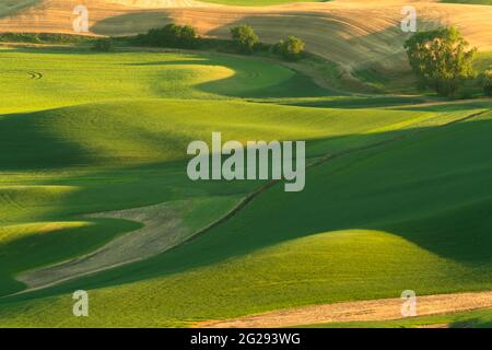 Grüne, sanfte Hügel mit Weizenfeldern aus dem Palouse im US-Bundesstaat Washington Stockfoto