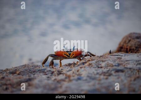 Nahaufnahme einer einzelnen roten Krabbe an einem Sandstrand, der wütend aussäh Stockfoto