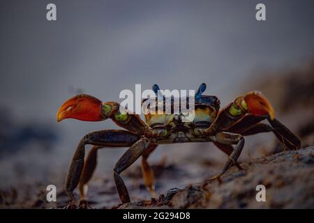 Makrofoto einer kleinen roten Krabbe am Strand mit einem wütenden Gesicht. Stockfoto