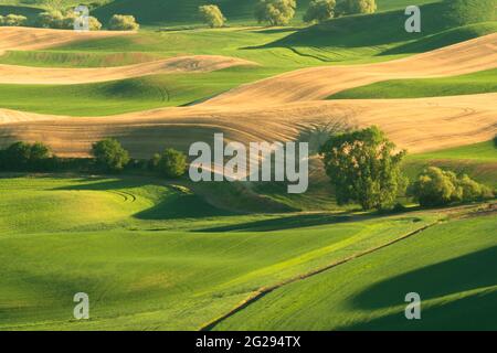 Grüne, sanfte Hügel mit Weizenfeldern aus dem Palouse im US-Bundesstaat Washington Stockfoto