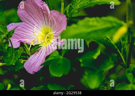 Pinkladies, rosa Nachtkerze, auffällige Nachtkerze, mexikanische Primel, Amapola, Und Butterblumen - Oenothera speciosa Stockfoto