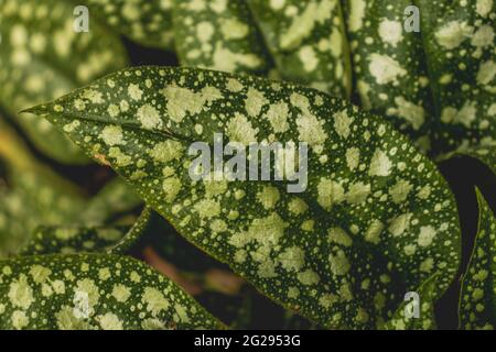 Pulmonaria Officinalis, gemeinsamen Namen Lungenkraut, gemeinsame Lungenkraut, Marias Tränen oder unserer lieben Frau Milch Tropfen Stockfoto