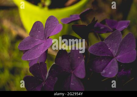 Oxalis triangularis, allgemein als falsches Schamgestein bezeichnet Stockfoto