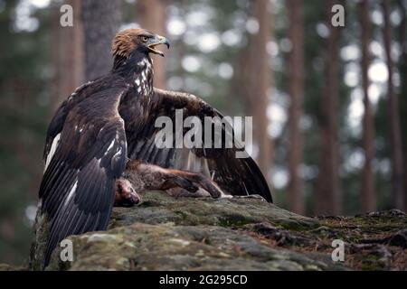 Der Steinadler bewacht seine Beute Stockfoto