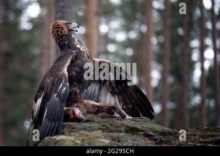 Der Steinadler bewacht seine Beute Stockfoto