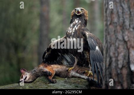 Der Steinadler bewacht seine Beute Stockfoto