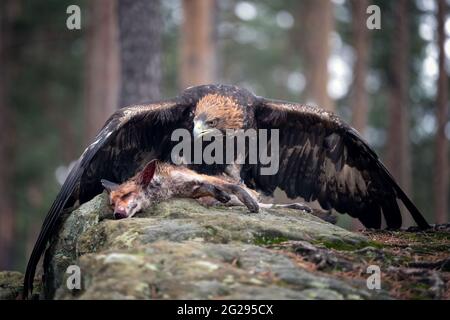 Der Steinadler bewacht seine Beute Stockfoto