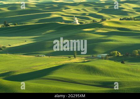 Grüne, sanfte Hügel mit Weizenfeldern aus dem Palouse im US-Bundesstaat Washington Stockfoto